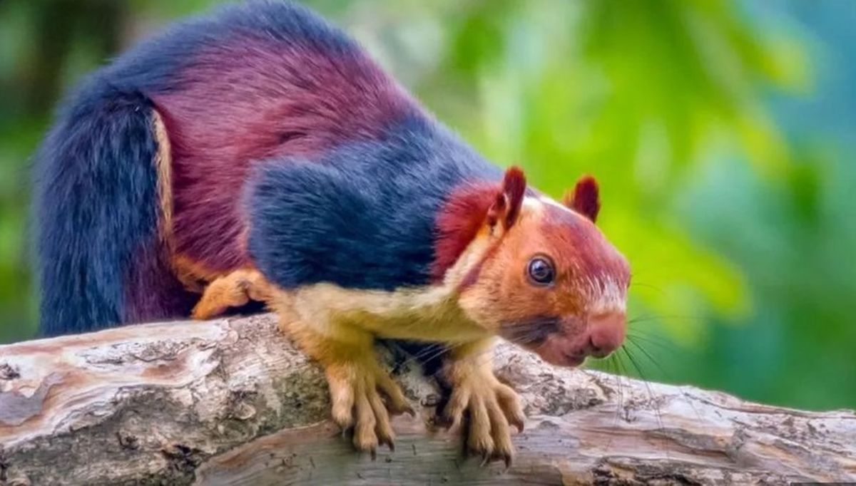 Las ardillas multicolores son preciosas. Las ardillas multicolores son preciosas.