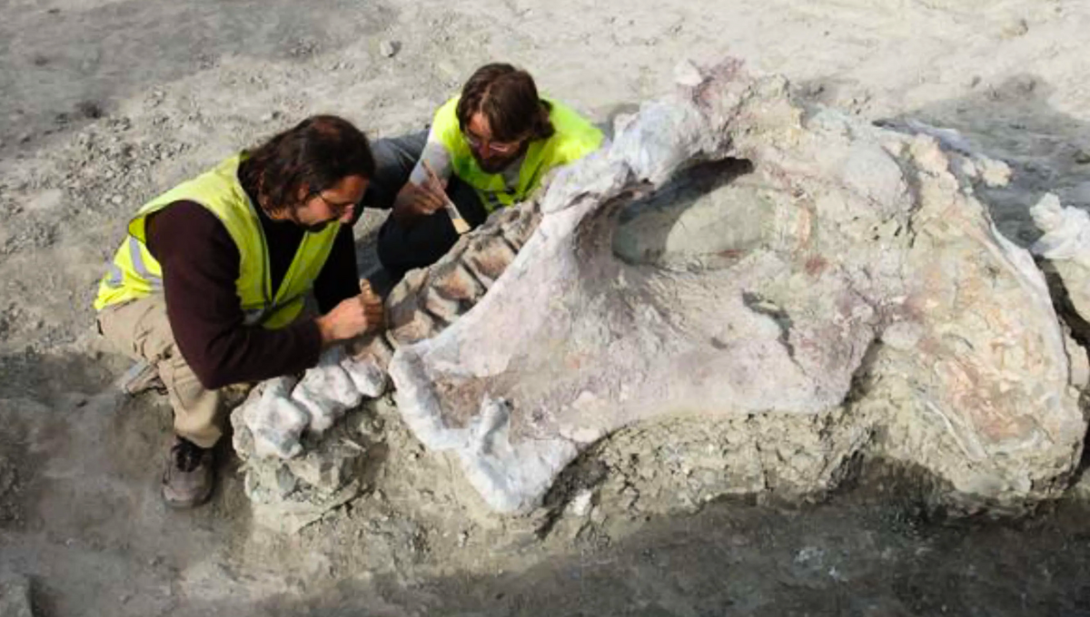 El descubrimiento de un nuevo dinosaurio sorprendió a los paleontólogos