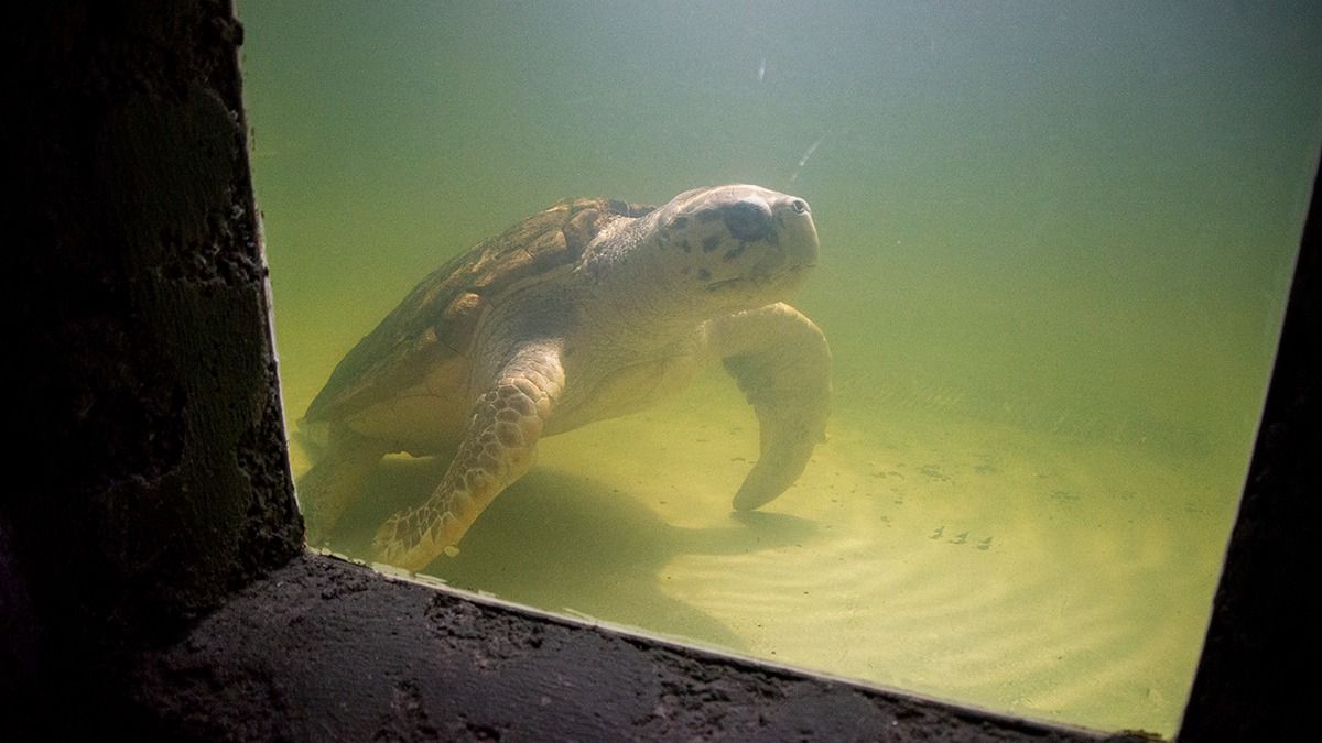 El tortugo Jorge ya es geronte y superó su expectativa de vida. Tiene entre 65 y 72 años y no hay registros en el mundo de otro ejemplar como él.