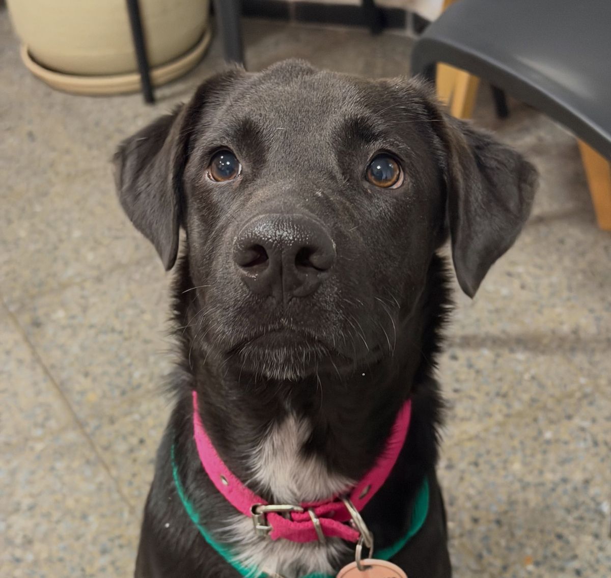 Rufina lleg&oacute; a la cl&iacute;nica veterinaria con una severa fractura de cr&aacute;neo tras ser retirada del domicilio del agresor.