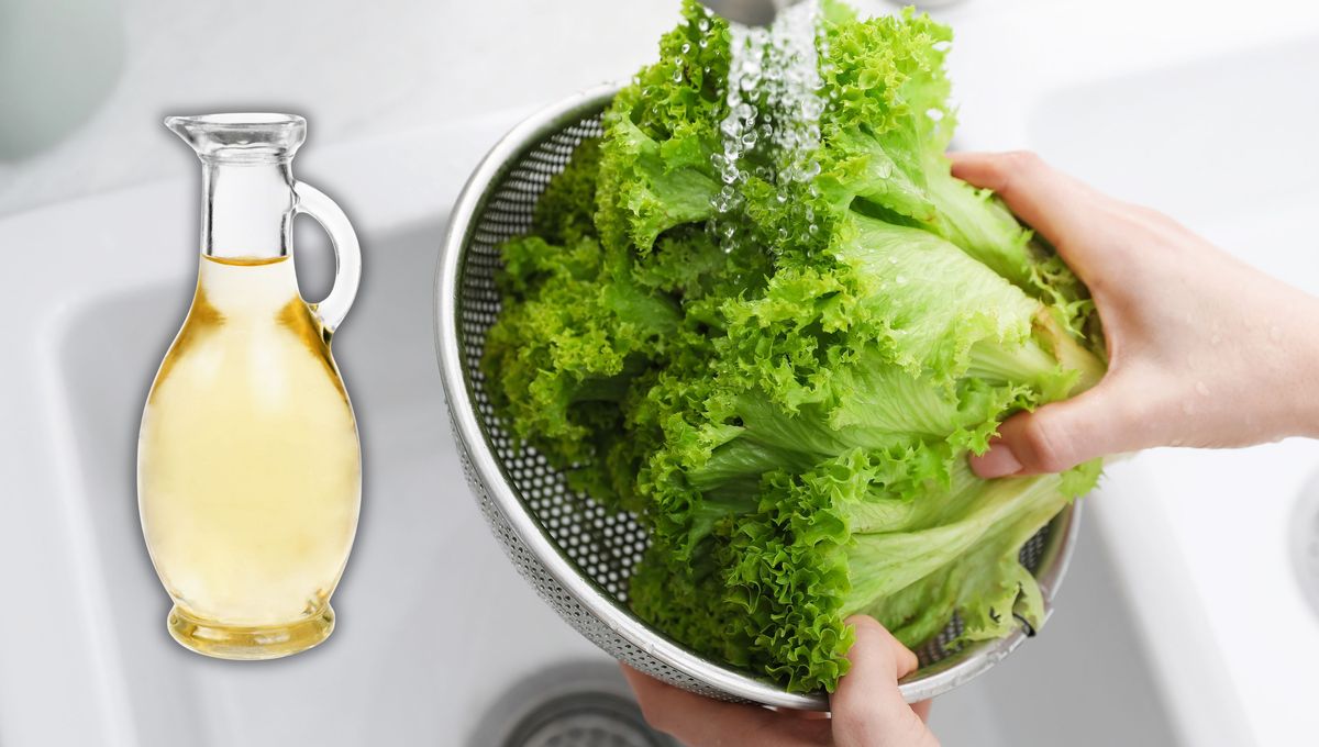 Realizar un lavado con vinagre puede evitar problemas de salud por lechuga contaminada. Realizar un lavado con vinagre puede evitar problemas de salud por lechuga contaminada. 