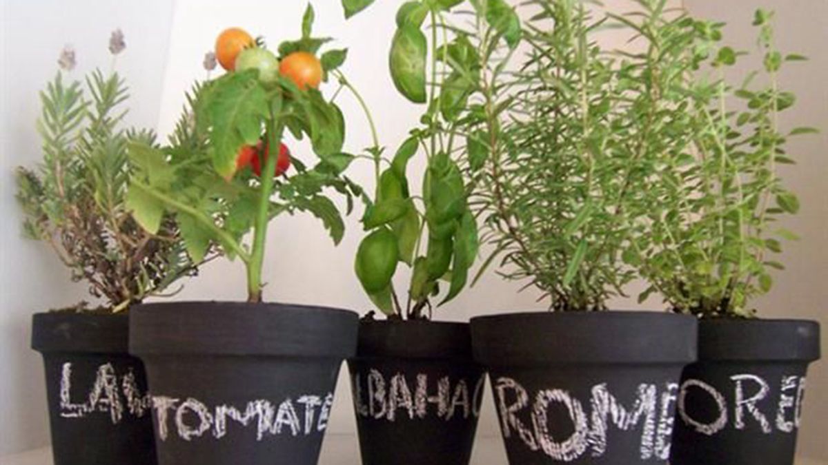 Las personas que sufren el encierro por el aislamiento permitió un crecimiento en cursos de jardinería