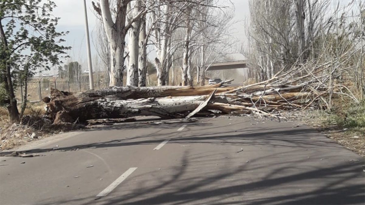 Destrozos por el Viento Zonda. Árbol caído en calle Bulnes, entre San Martín y Acceso Sur de Luján de Cuyo.