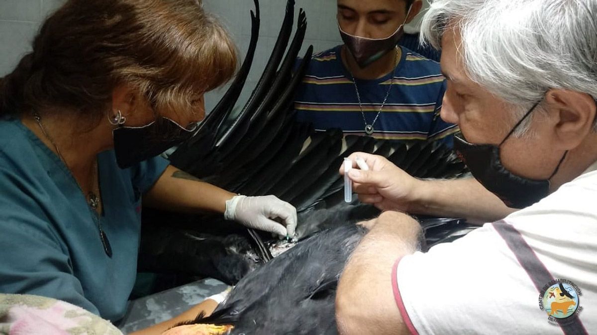 Un cóndor apareció herido en Santa Rosa y lograron darle tratamiento