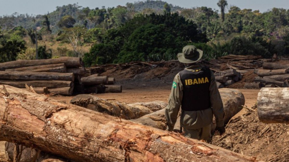 Un agente del Instituto Brasileño de Medioambiente y Recursos Naturales Renovables (IBAMA) inspecciona madera incautada y deforestación ilegal en la Amazonía, estado de Rondônia, Brasil (Foto: Fernando Augusto / IBAMA, CC BY SA) Un agente del Instituto Brasileño de Medioambiente y Recursos Naturales Renovables (IBAMA) inspecciona madera incautada y deforestación ilegal en la Amazonía, estado de Rondônia, Brasil (Foto: Fernando Augusto / IBAMA, CC BY SA)
