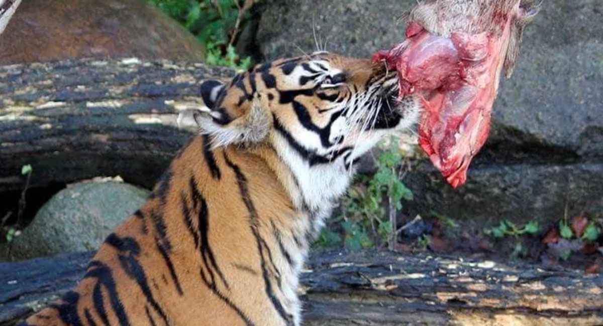 Las autoridades del zoo indicaron que la donación de mascotas moribundas permitirá imitar la cadena alimentaria natural de los animales Las autoridades del zoo indicaron que la donación de mascotas moribundas permitirá imitar la cadena alimentaria natural de los animales