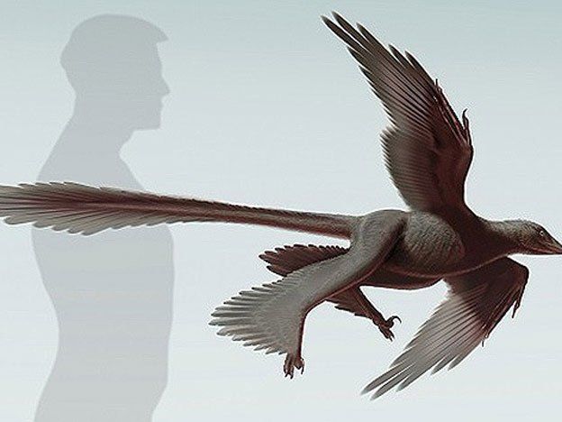 Descubren en China el mayor dinosaurio de cuatro alas