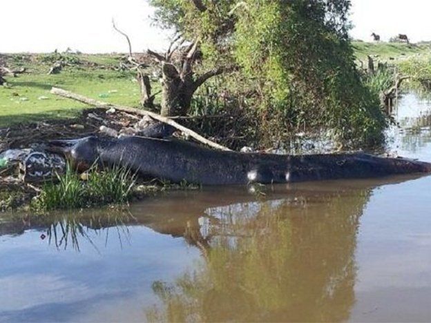 Encontraron una ballena de más de 6 metros de largo en la costa del Río de la Plata