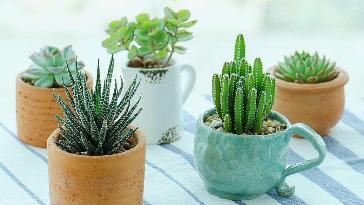 Tres plantas suculentas ideales para decorar el hogar y aportar un toque de vida