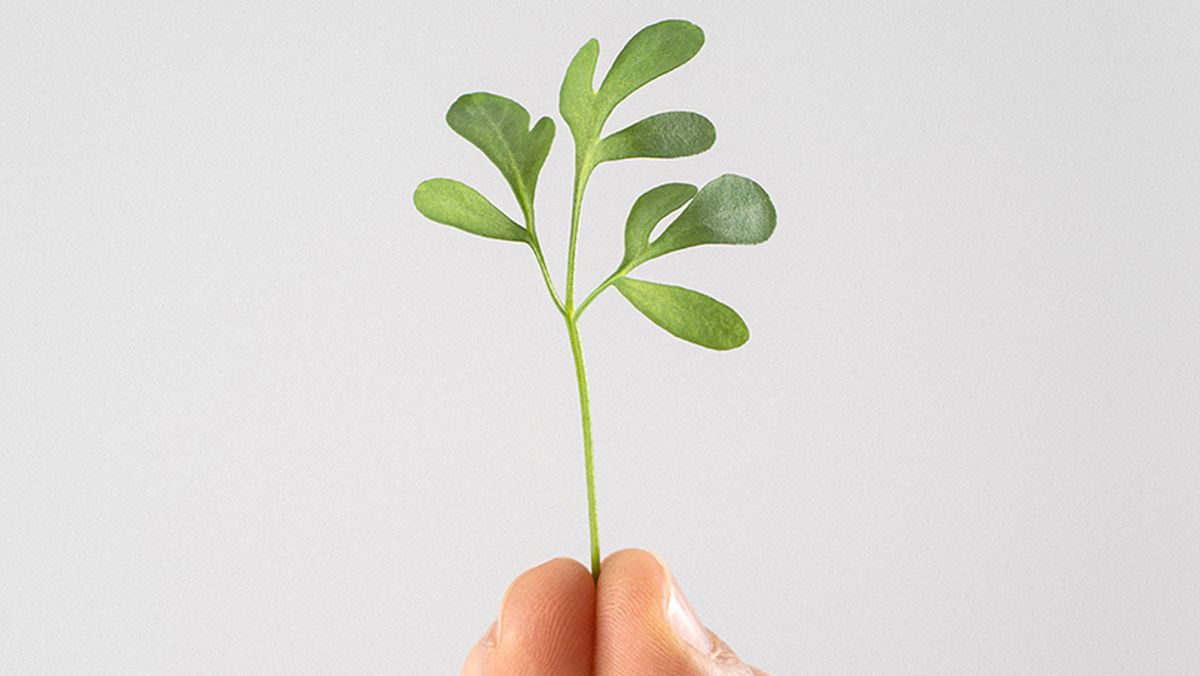 Qué significa llevar una HOJITA DE RUDA en el bolsillo