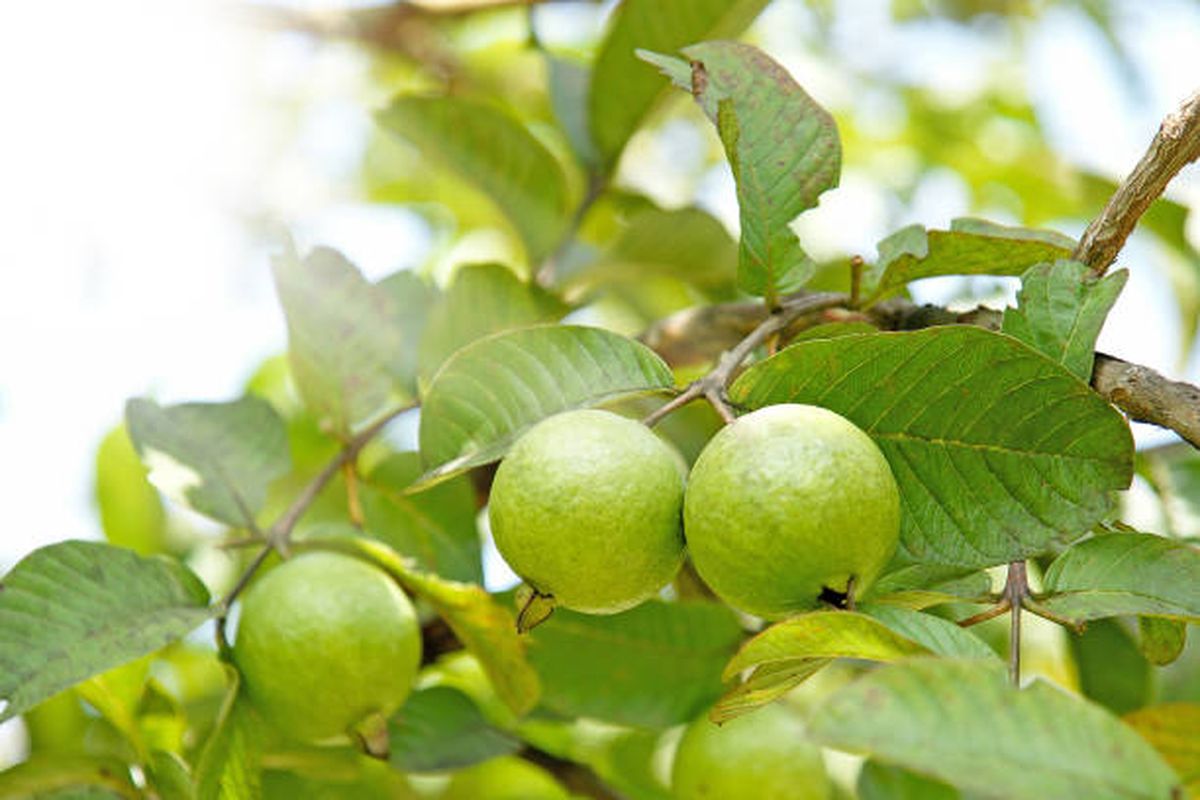 Psidium guajava. Psidium guajava.