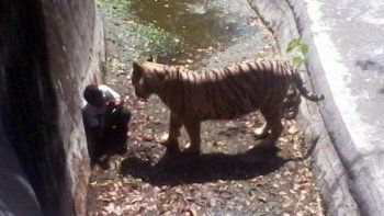 Un tigre blanco mató a un turista en un zoo de la India