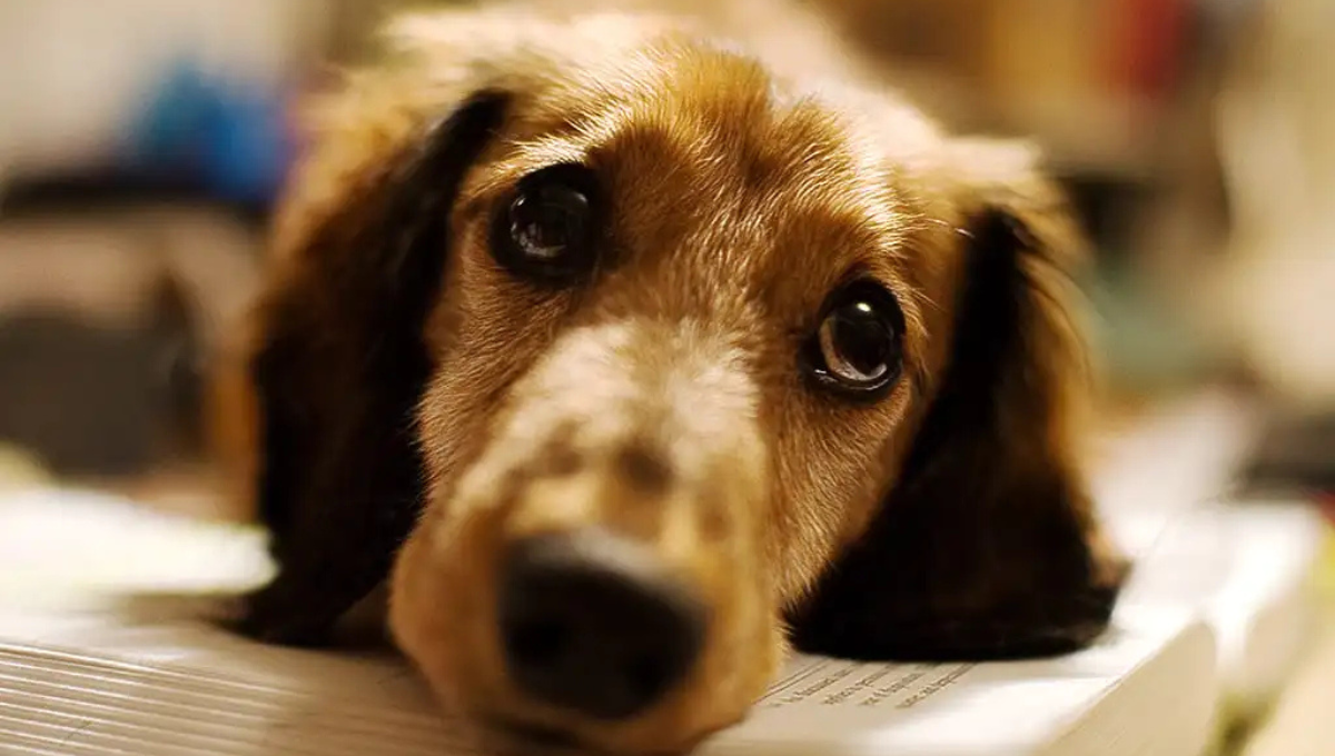 Por qué mi perro parece estar triste según la ciencia veterinaria
