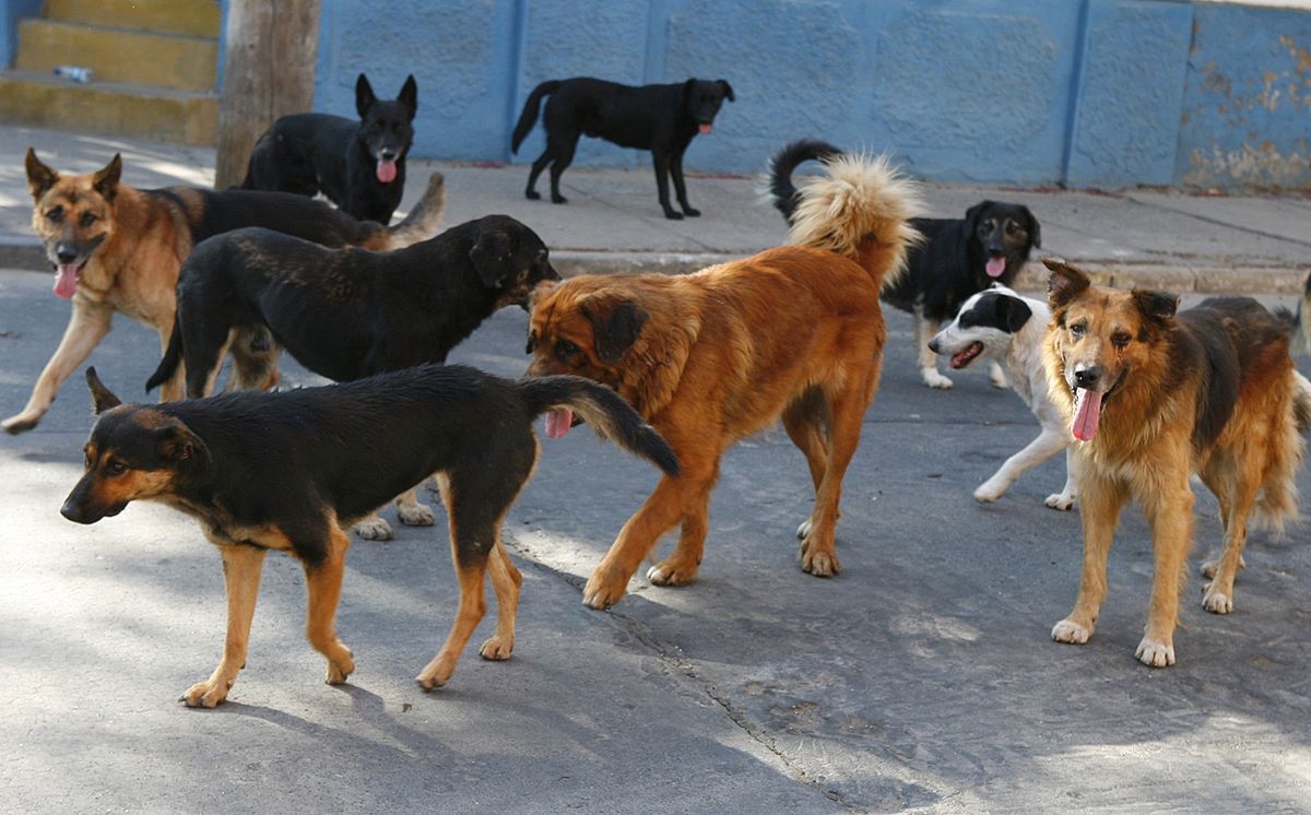 Perros. Un supuesto ladrón fue atacado por 15 perros que lo dejaron casi sin ropa.