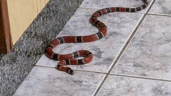 Estaba en su cocina y se topó con la serpiente más venenosa de Brasil: qué hizo Estaba en su cocina y se topó con la serpiente más venenosa de Brasil: qué hizo