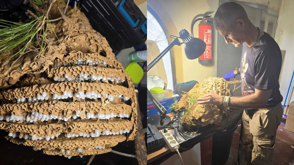 El descubrimiento puso en alerta a toda la provincia, ya que este insecto puede invadir un ecosistema rápidamente. El descubrimiento puso en alerta a toda la provincia, ya que este insecto puede invadir un ecosistema rápidamente.