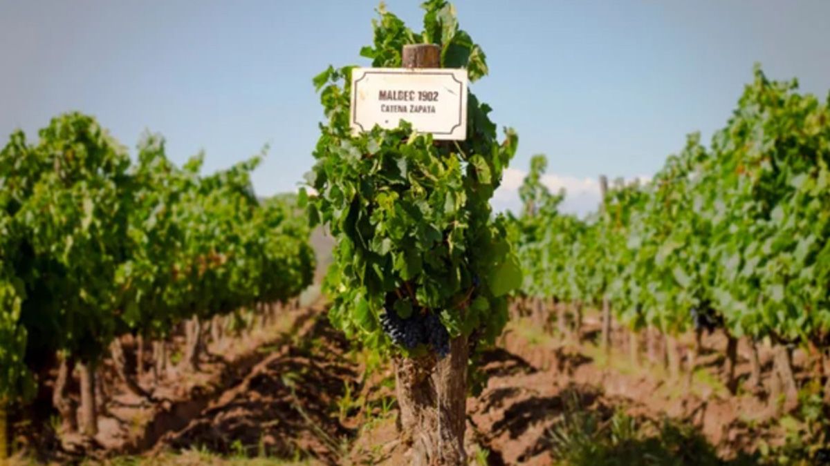 Los varietales Malbec que resisten al paso del tiempo en la bodega Catena Zapata, fundada en 1902. Los varietales Malbec que resisten al paso del tiempo en la bodega Catena Zapata, fundada en 1902.
