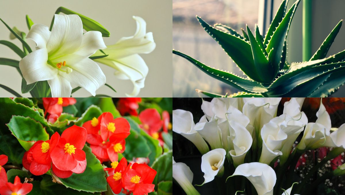 Las plantas segregan sustancias tóxicas para protegerse de los depredadores. Las plantas segregan sustancias tóxicas para protegerse de los depredadores. 