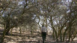 Buscan sumar 10 millones de árboles en bosques nativos