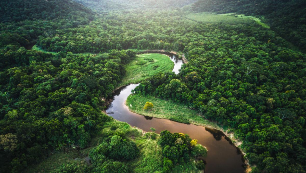 El bosque más grande del planeta Tierra está en América del Sur: produce casi una cuarta parte del oxígeno