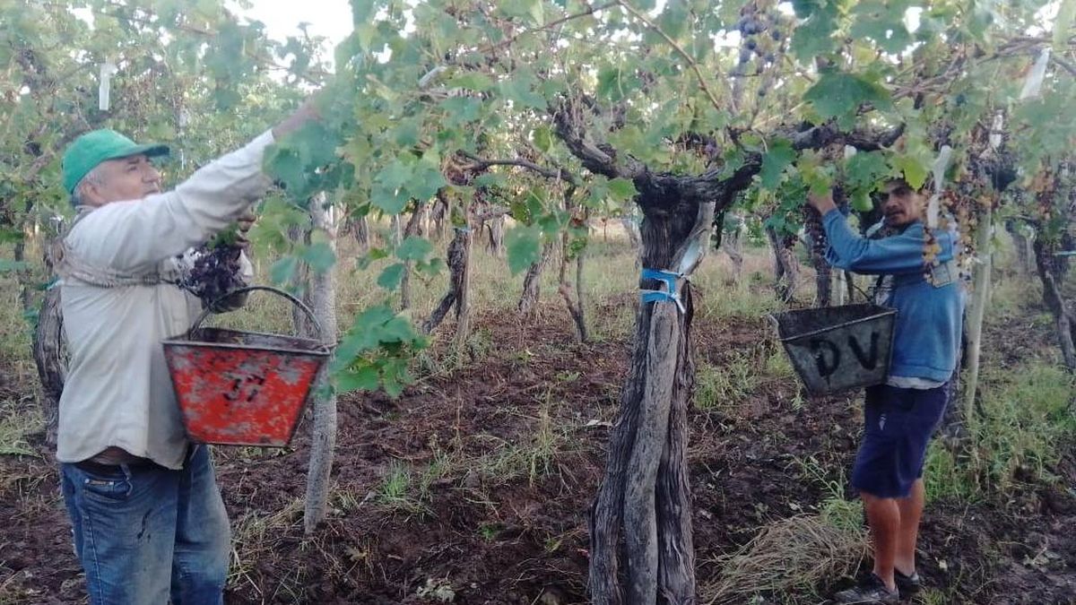 Daniel trabaja muchas veces descalzo para evitar más peso. Las fichas que obtiene a diario por los tachos de uva las invierte en el almacén. Daniel trabaja muchas veces descalzo para evitar más peso. Las fichas que obtiene a diario por los tachos de uva las invierte en el almacén.