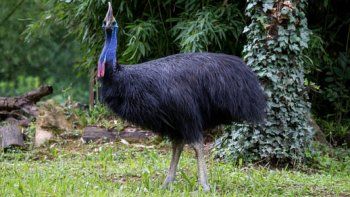 Un pájaro atacó y mató a su dueño, un hombre de 75 años