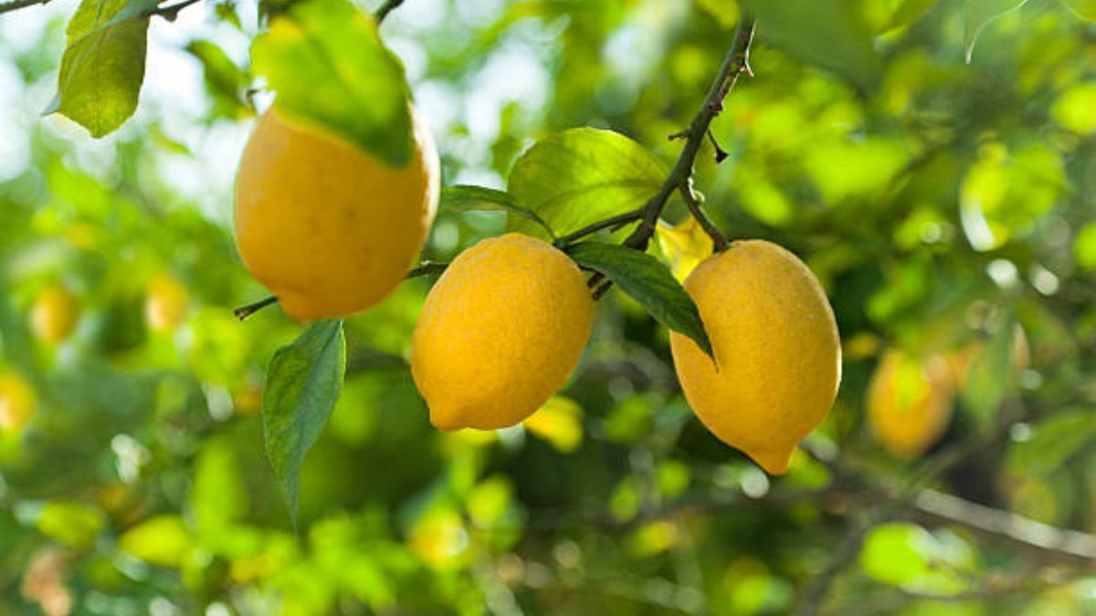 El limonero necesita distitnos cuidados para crecer en óptimas condiciones.