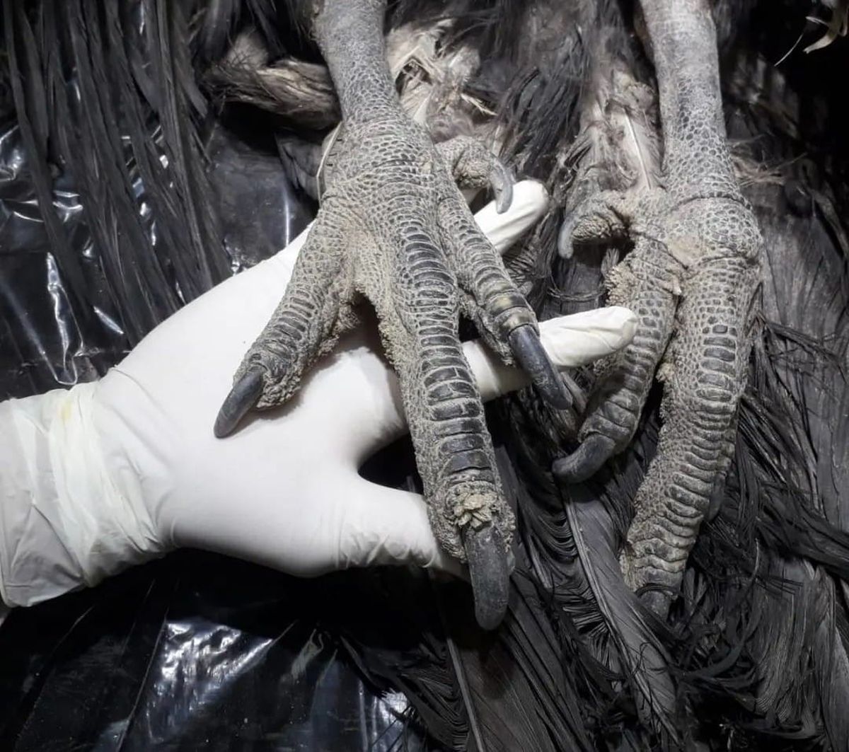 En la fundación Cullunche se le realizó la necropsia al cóndor andino asesinado de un escopetazo En la fundación Cullunche se le realizó la necropsia al cóndor andino asesinado de un escopetazo