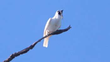 El ave más ruidosa del mundo es de América del Sur: su canto se escucha a un kilómetro de distancia