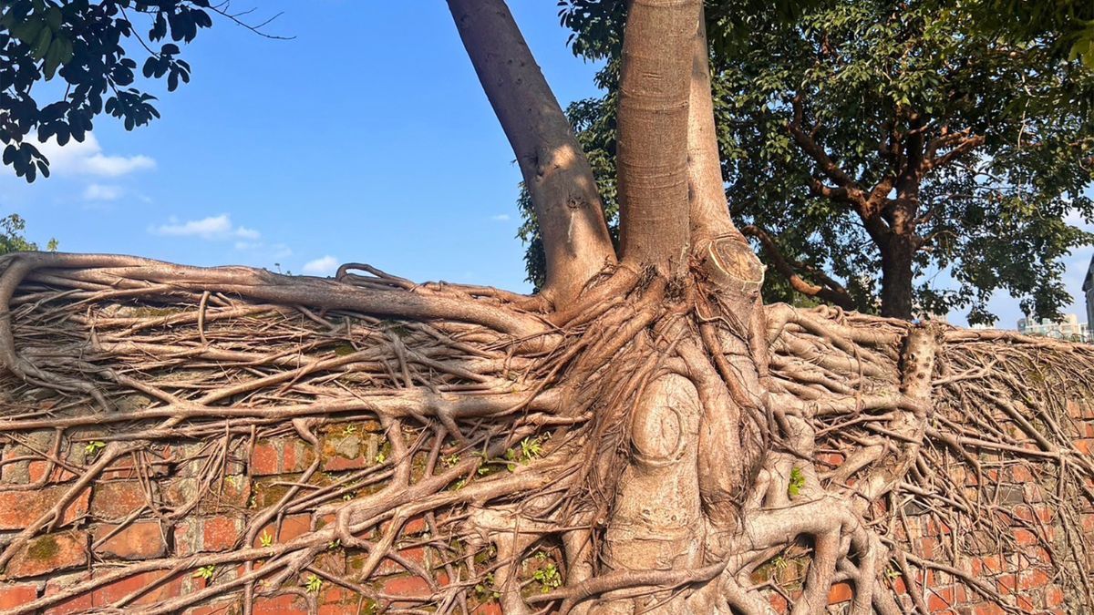 Asombroso hallazgo científico: la ciencia descubre cómo los árboles resisten meses de sequía