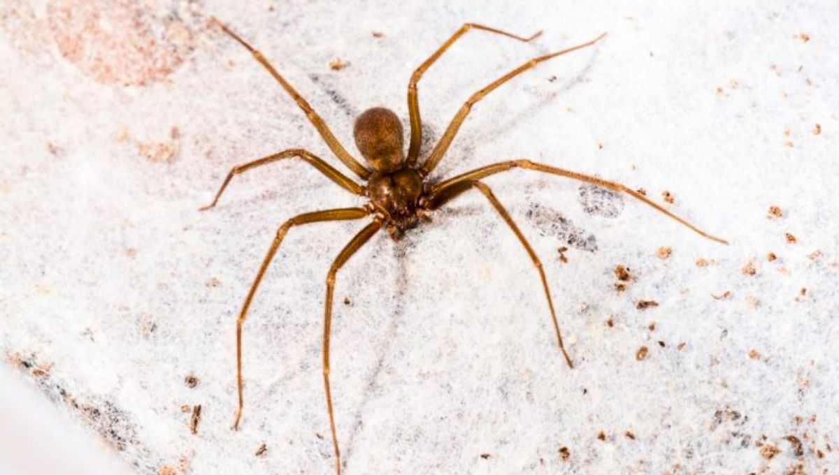 La araña de rincón puede ser ahuyentada a través de una fruta.  La araña de rincón puede ser ahuyentada a través de una fruta.