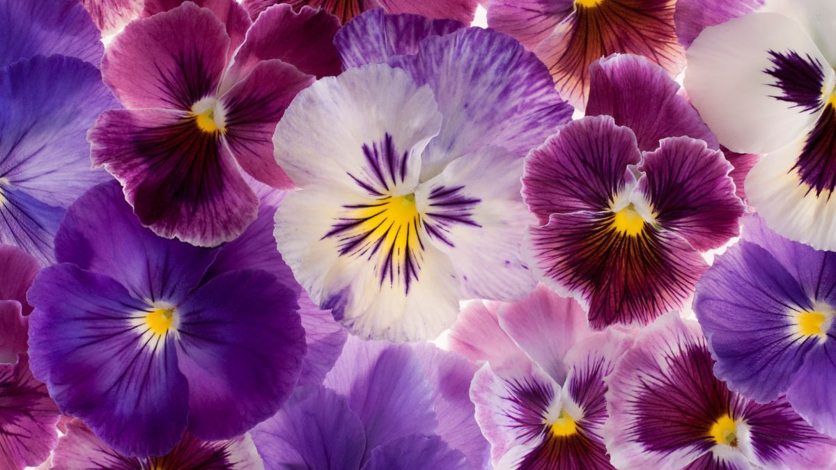 ¿Qué significa tener un pensamiento en el jardín?