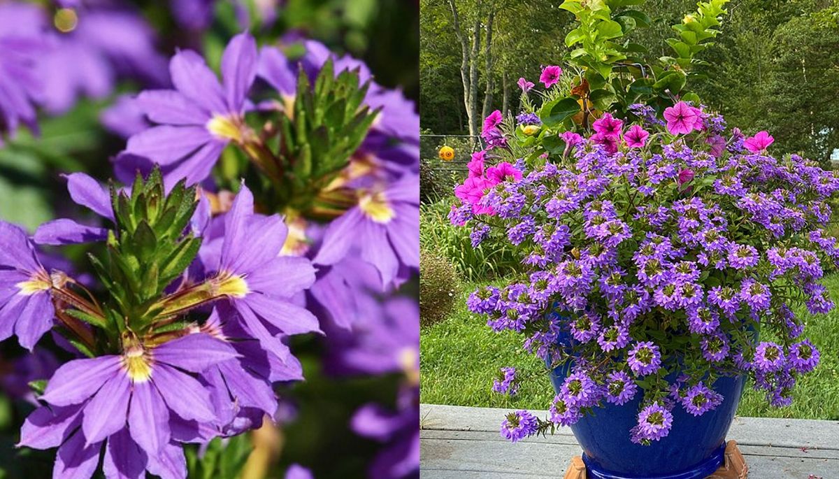 Esta planta tiene flores en forma de abanico. Esta planta tiene flores en forma de abanico.