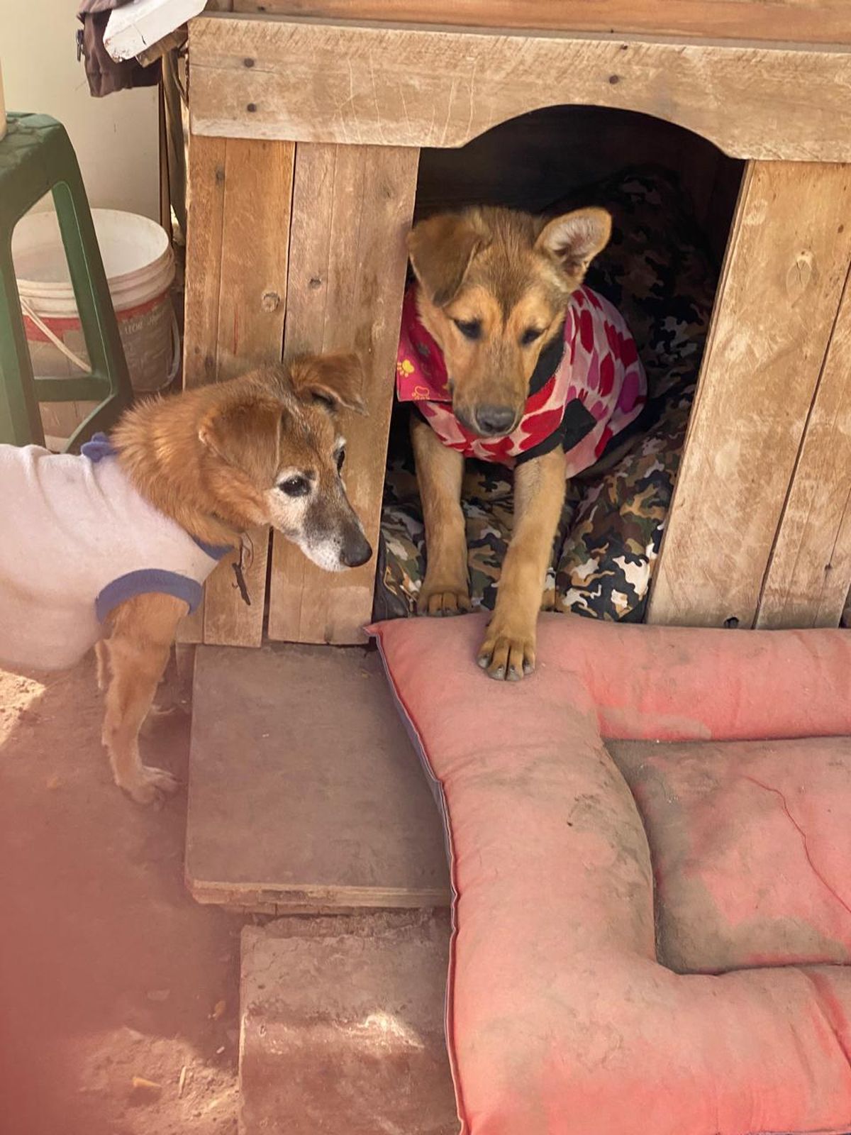 Ángeles de 4 Patas encendió las alarmas por el abandono de perros en época de frío
