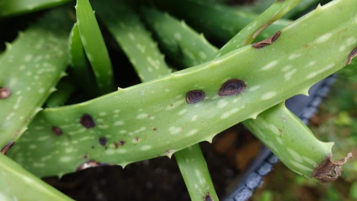 Qué significan las manchas marrones en el aloe vera