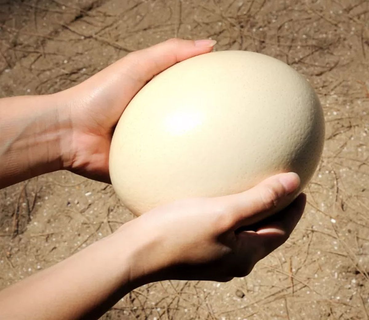 Huevo de avestruz. Huevo de avestruz.