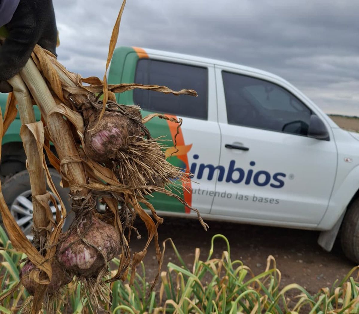 Campaña de ajo 2026: el suelo como punto de partida