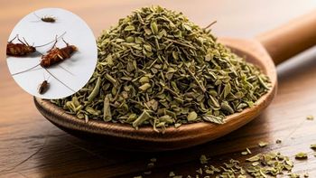 Cómo ahuyentar a las cucarachas de casa usando un poco de orégano: repelente casero efectivo Cómo ahuyentar a las cucarachas de casa usando un poco de orégano: repelente casero efectivo