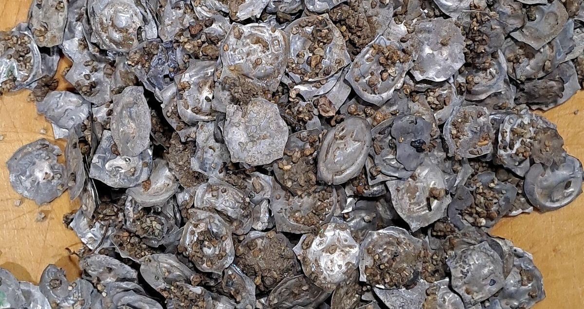 El tesoro consta de más de 1.500 monedas.