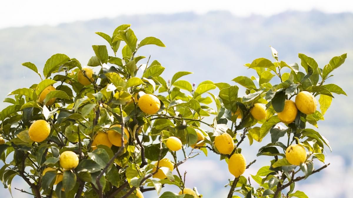 La poda del limonero es fundamental para mejorar el árbol 