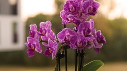 Este 2024 se descubrieron cinco especies de orquídeas&nbsp; en Indonesia.