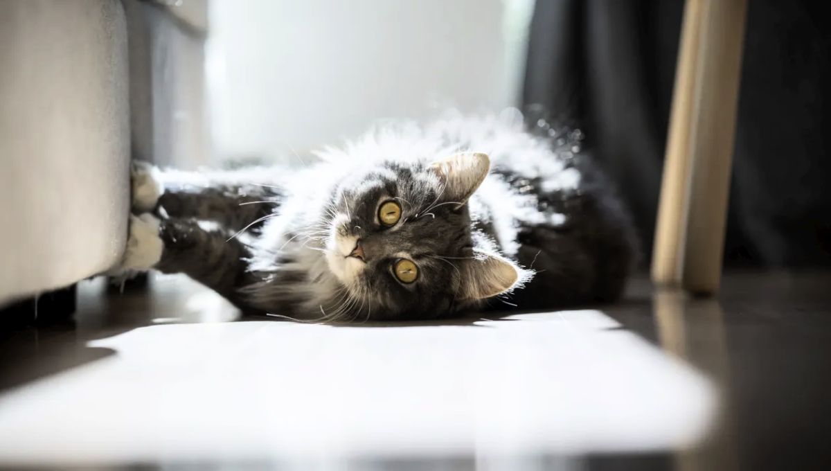 Una de las costumbres de los gatos es la de rayar los muebles del hogar