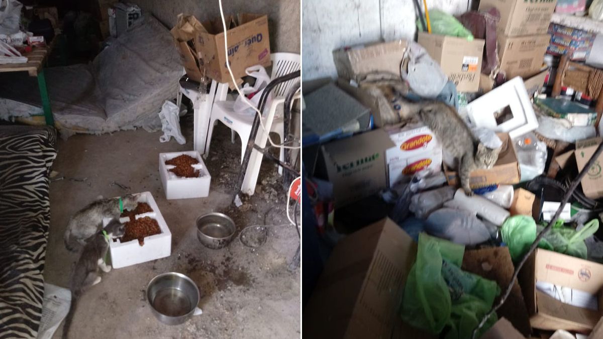 Los gatos defecaban y orinaban en el mismo lugar en que Gil Pereg vivía y dormía. Los gatos defecaban y orinaban en el mismo lugar en que Gil Pereg vivía y dormía.