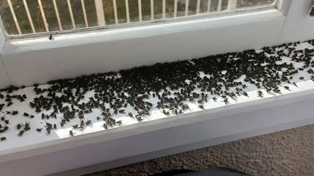 La planta que nunca debes tener en el interior de tu casa: atrae a chinches, polillas y otras plagas La planta que nunca debes tener en el interior de tu casa: atrae a chinches, polillas y otras plagas