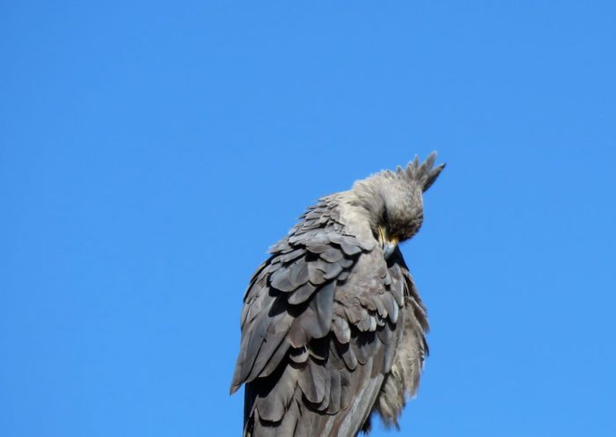 Desde el Gobierno aseguraron que es una gran noticia para la fauna silvestre de Mendoza. Desde el Gobierno aseguraron que es una gran noticia para la fauna silvestre de Mendoza.