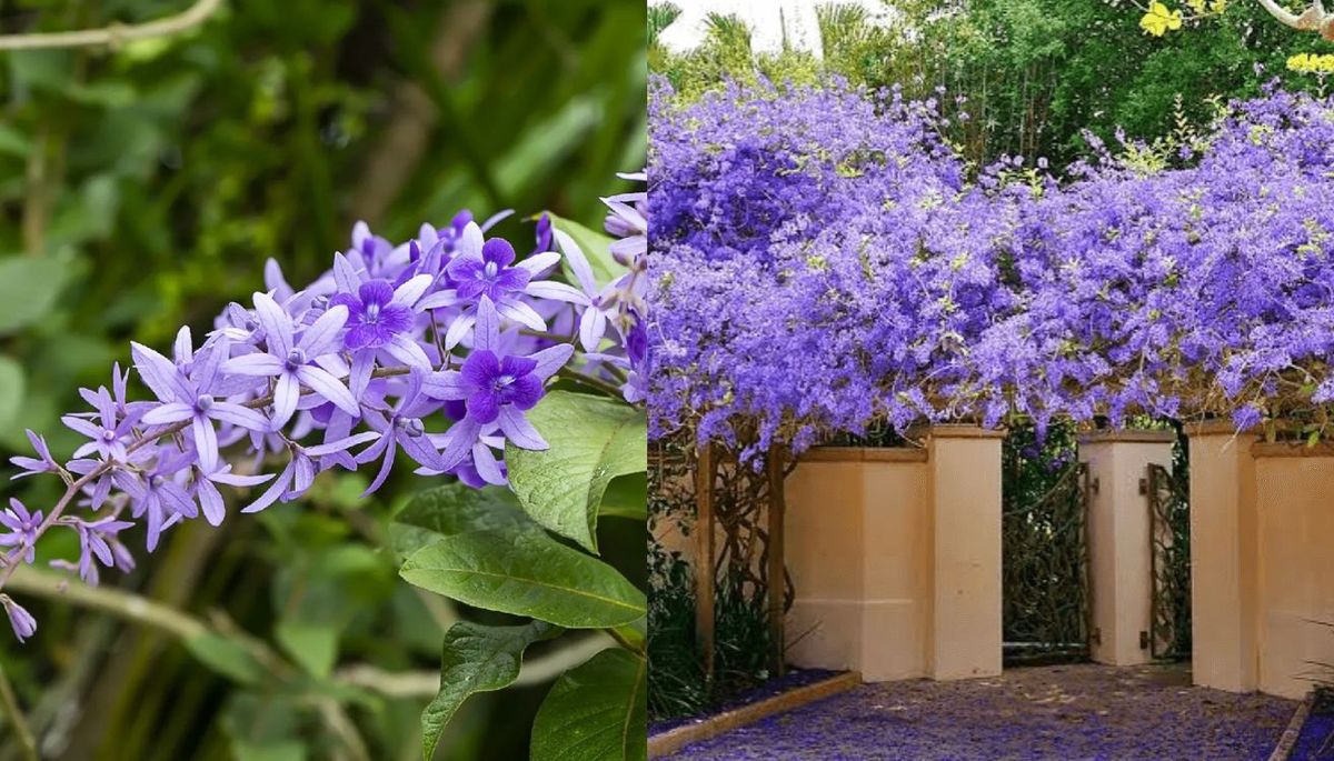 Si quieres llenar tu jardín de flores