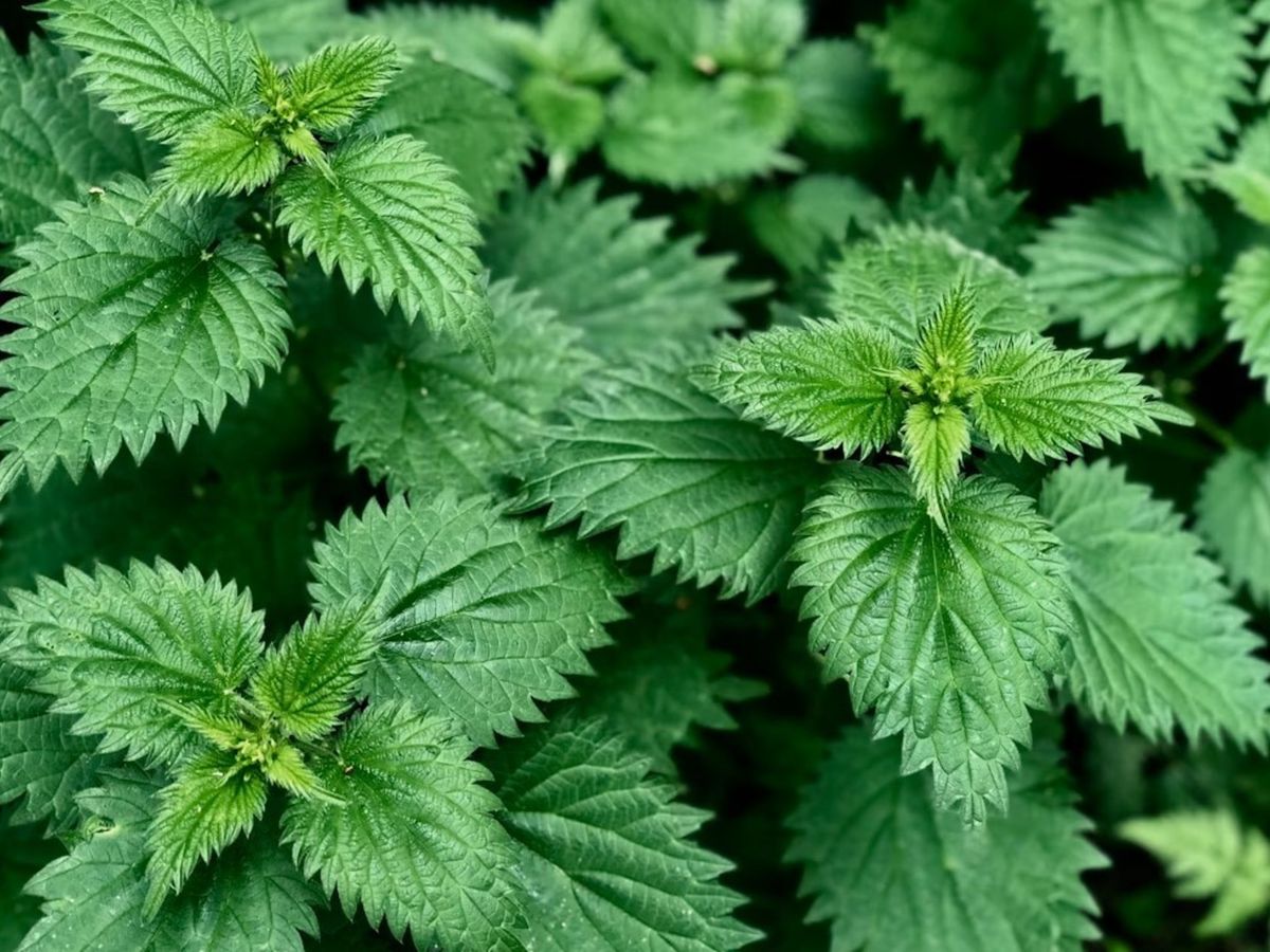 La ortiga es un yuyo que puede resultar muy útil si lo utilizamos para calmar algunas dolencias. La ortiga es un yuyo que puede resultar muy útil si lo utilizamos para calmar algunas dolencias.