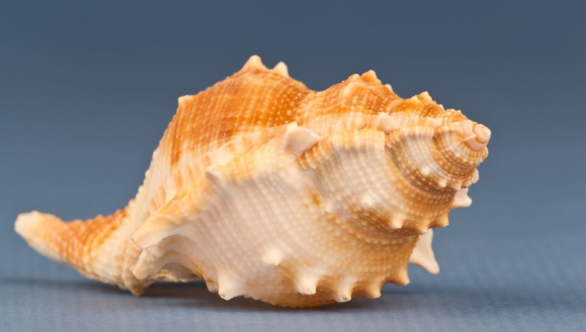 Los caracoles marinos representan la belleza que queda después de la muerte. Los caracoles marinos representan la belleza que queda después de la muerte.