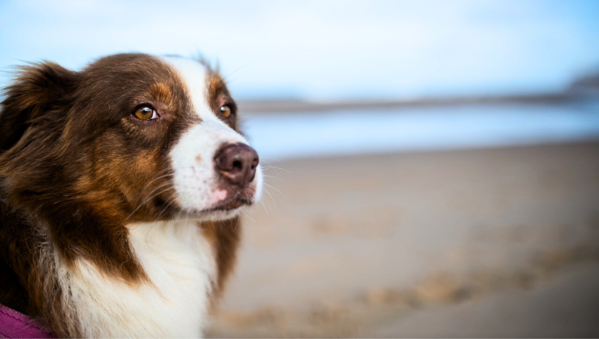 Una playa de Florida es reconocida porque puedes llevar a tu mascota