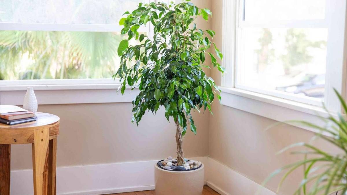 Qué planta poner en el comedor para potenciar la buena comunicación en el hogar